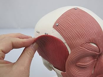 表情筋のつきかたが分かる頭蓋骨模型-3B scientific Amazon.co.jp: 筋のつきかたが分かる頭蓋骨模型，咀嚼筋と一部の表情筋