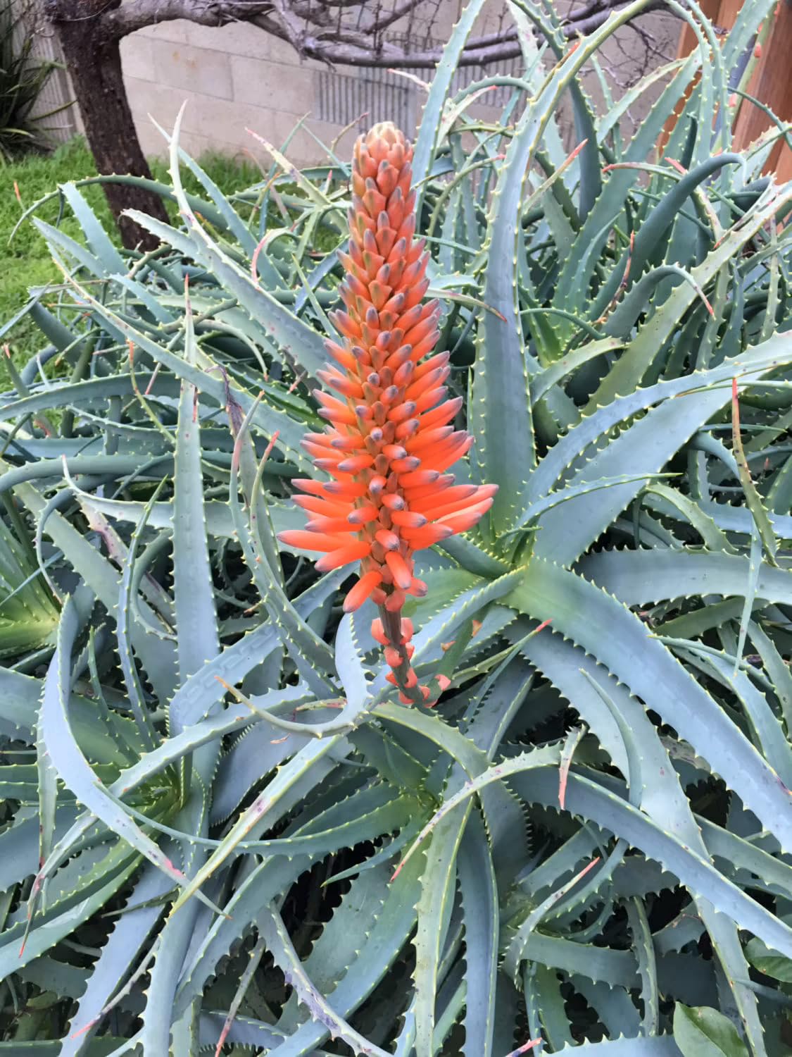 Aloe arborescens "Aloe Padre Romano Zago" potted medicinal plant 14 cm  evergreen succulent Made in Italy Vivaio di Castelletto : Amazon.it: Garden