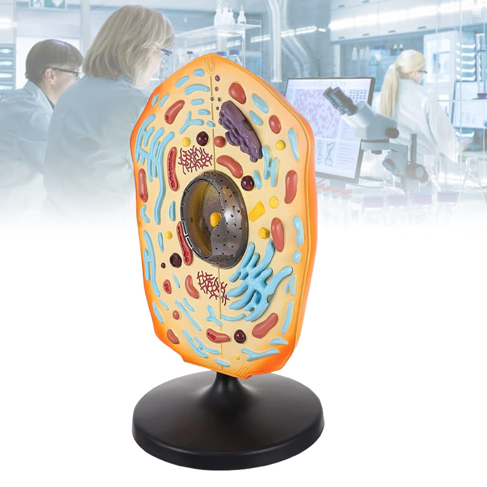 Modèle d'anatomie de cellules animales en bon matériau durable