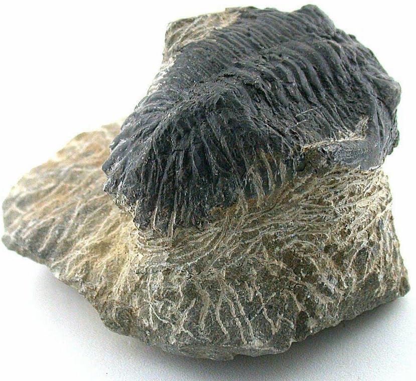 Reproduction Trilobite Fossil in Host Rock Morocco EBS5632