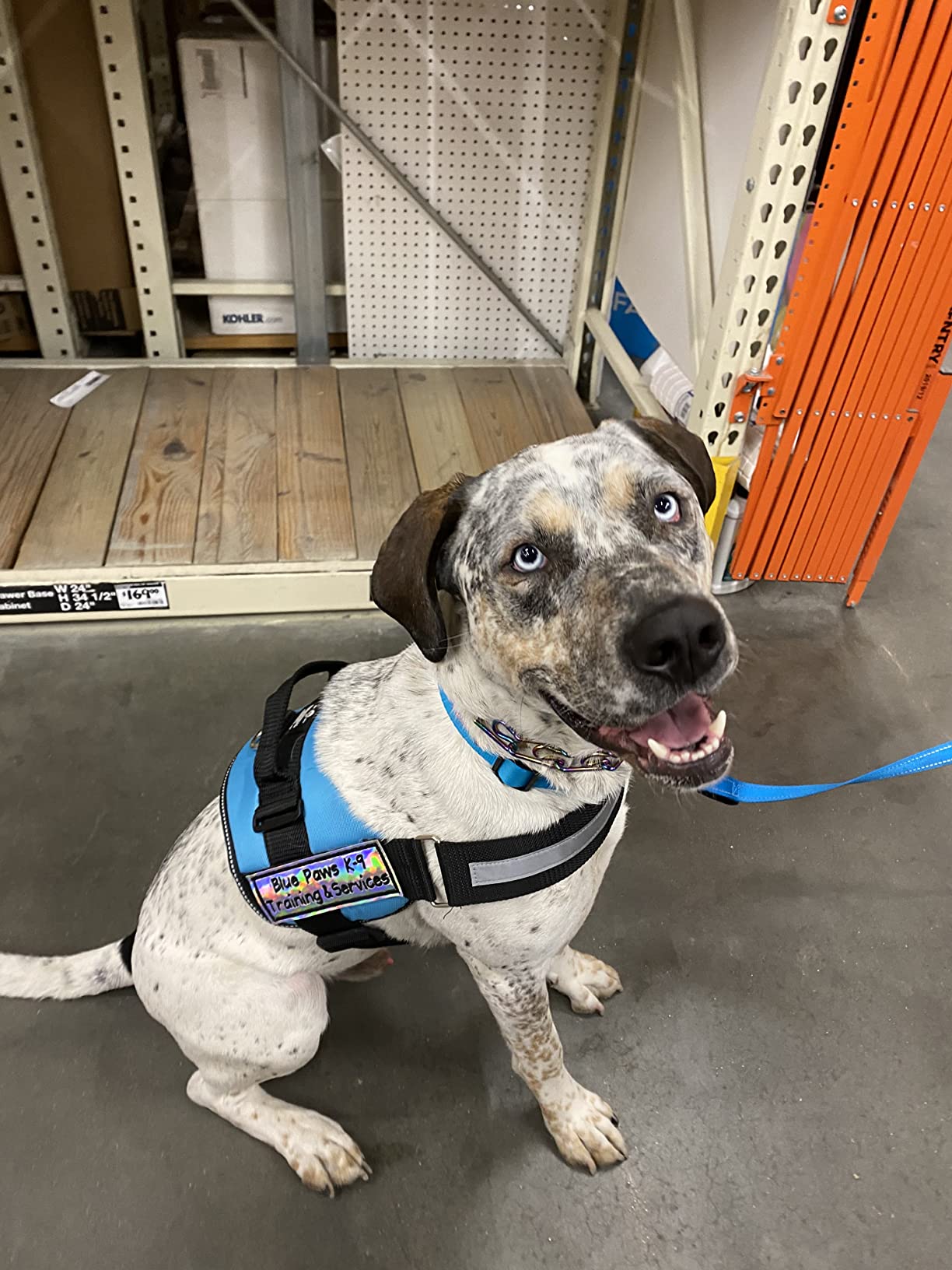 6/mo Finance Service Dog Vest with Hook and Loop Straps and Handle