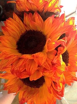 TomorrowSeeds - Orange F1 Sunflower Seeds - 10+ Count & 50+ Peredovik Sunflower - for 2026 Planting Hybrid Giant Sunflowers Pollenless Pink Red Cutting Flower Garden Flowers Grow Your Own Home Farm