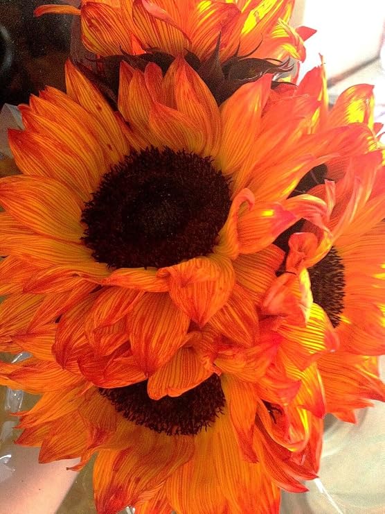 TomorrowSeeds - Orange F1 Sunflower Seeds - 10+ Count & 50+ Peredovik Sunflower - for 2026 Planting Hybrid Giant Sunflowers Pollenless Pink Red Cutting Flower Garden Flowers Grow Your Own Home Farm
