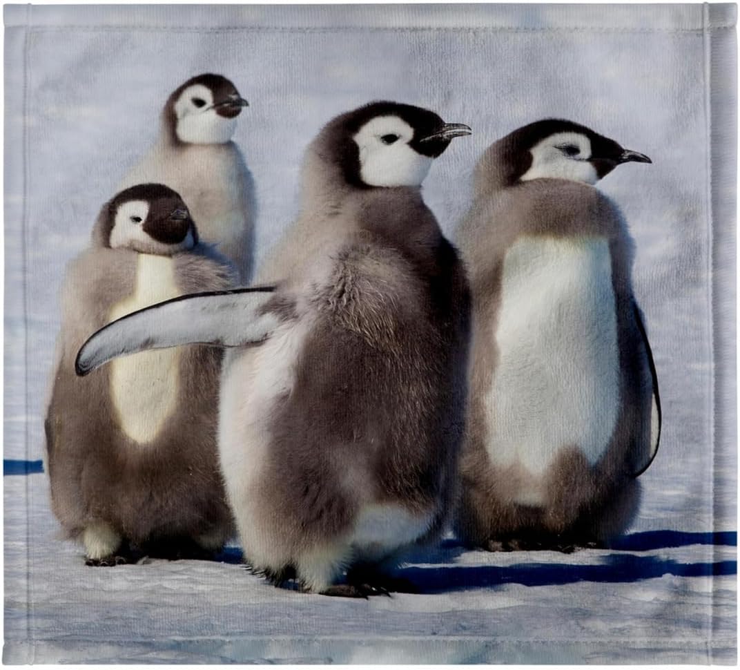 3dRose Cape Washington, Antarctica. Emperor Penguin Chicks 22x30 Bath Hand Pool Towel