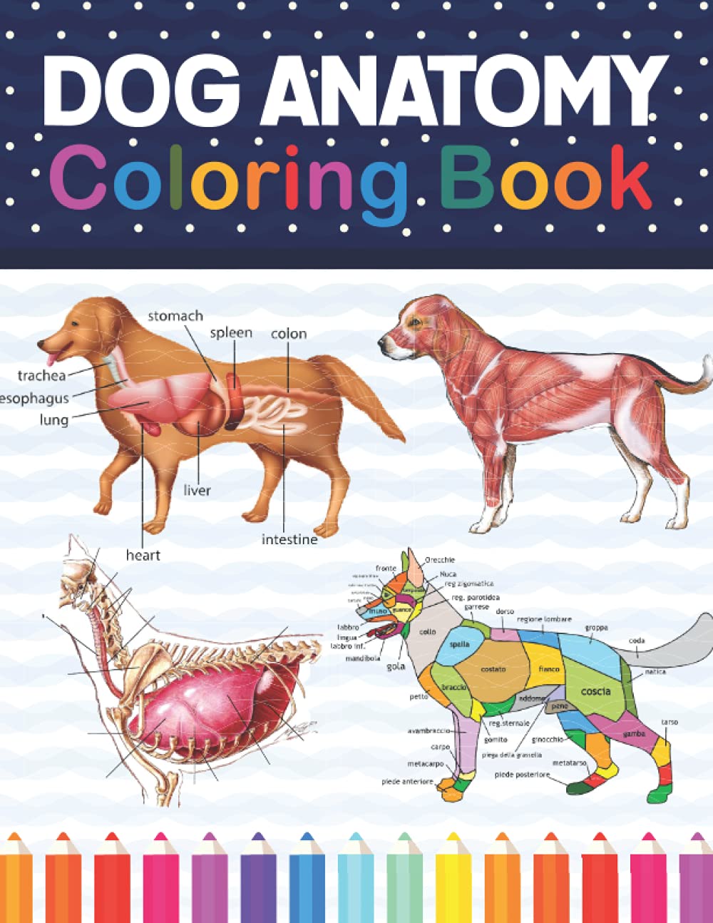 Amazon.com: Dog Anatomy Coloring Book: Dog Anatomy Coloring Workbook ...