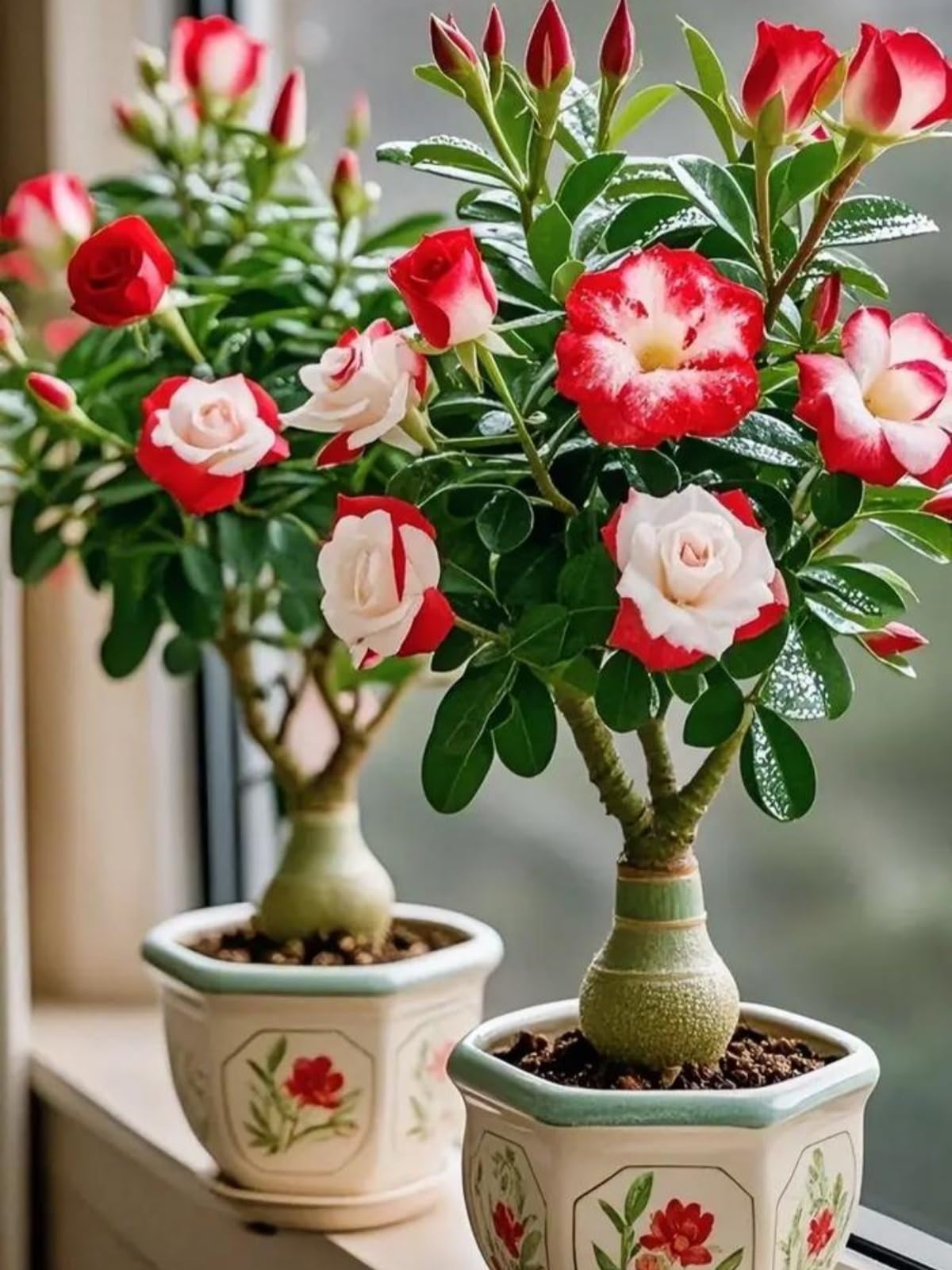 Desert Rose Bulbs — Cold-Hardy & Drought-Tolerant — Easy to Cultivate — Ideal for Beginners— Suitable for Indoor & Outdoor Display -2 Bulbs-C