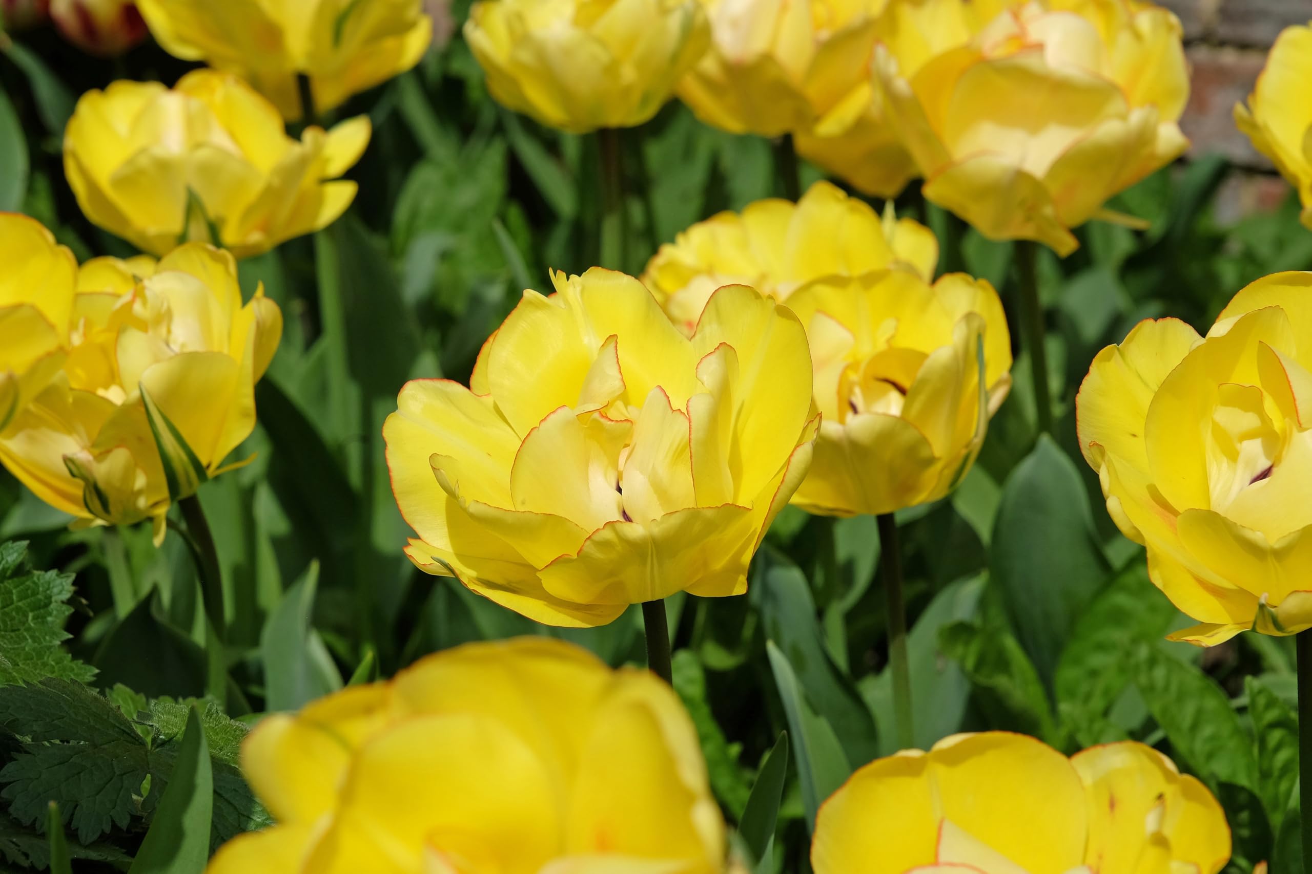 Lincolnshire Pond Plants Ltd - Allium Eros Plant Bulb x5 — view 40