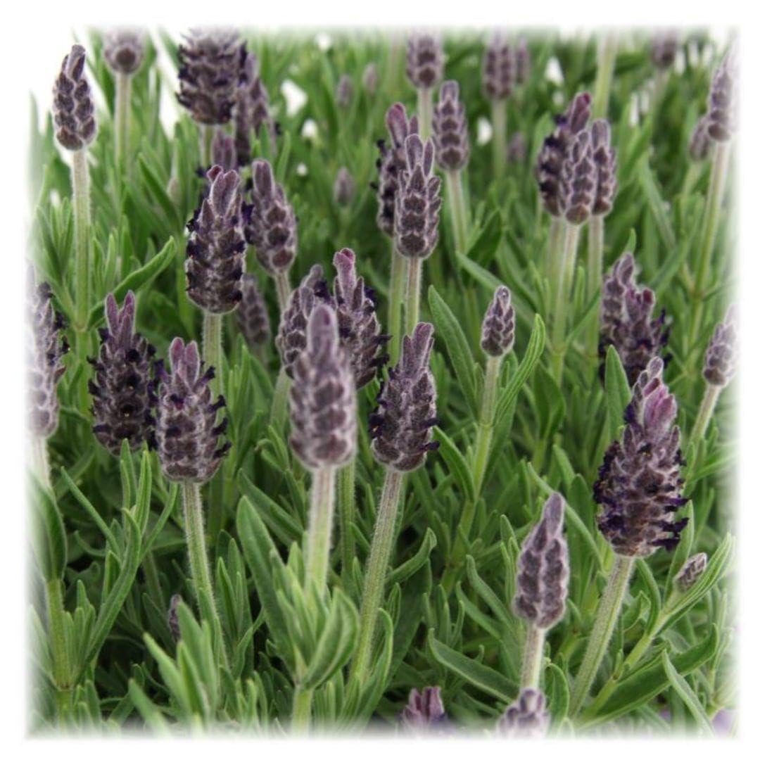 Lavanda Stoechas Anouk, per Giardino, Viola, Set da 6 Pezzi, Vaso 12 cm