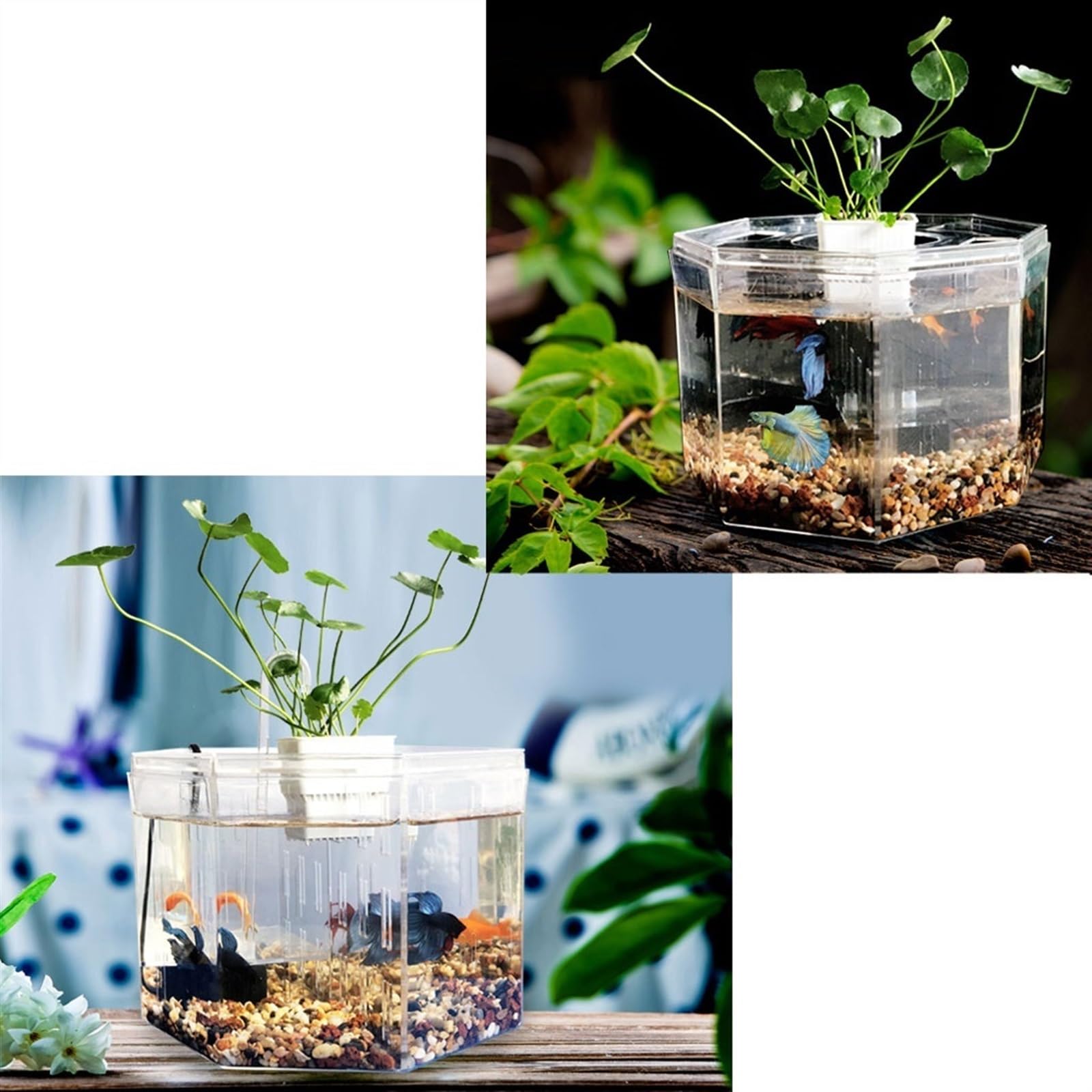 Dekorative Aquarien Isolationsbox for kleine Aquarien, Zucht, spezielles transparentes Acryl-Aquarium mit Pumpenfiltration, Zieraquarium, Büro, Zuhause für das Büro