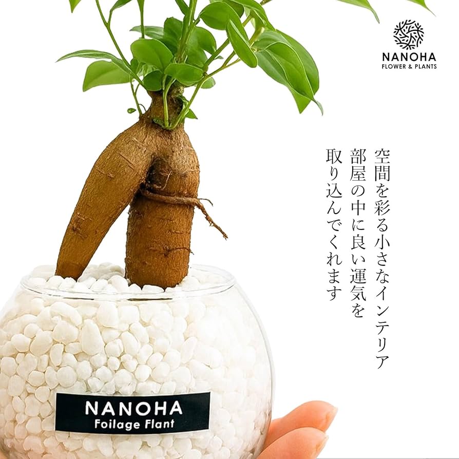 n*o様 元祖⬛︎ 白玉 ガジュマル ⬛︎挿し木用 元祖⬛︎ 白パンダガジュマル ⬛︎挿し木専用 - メルカリ