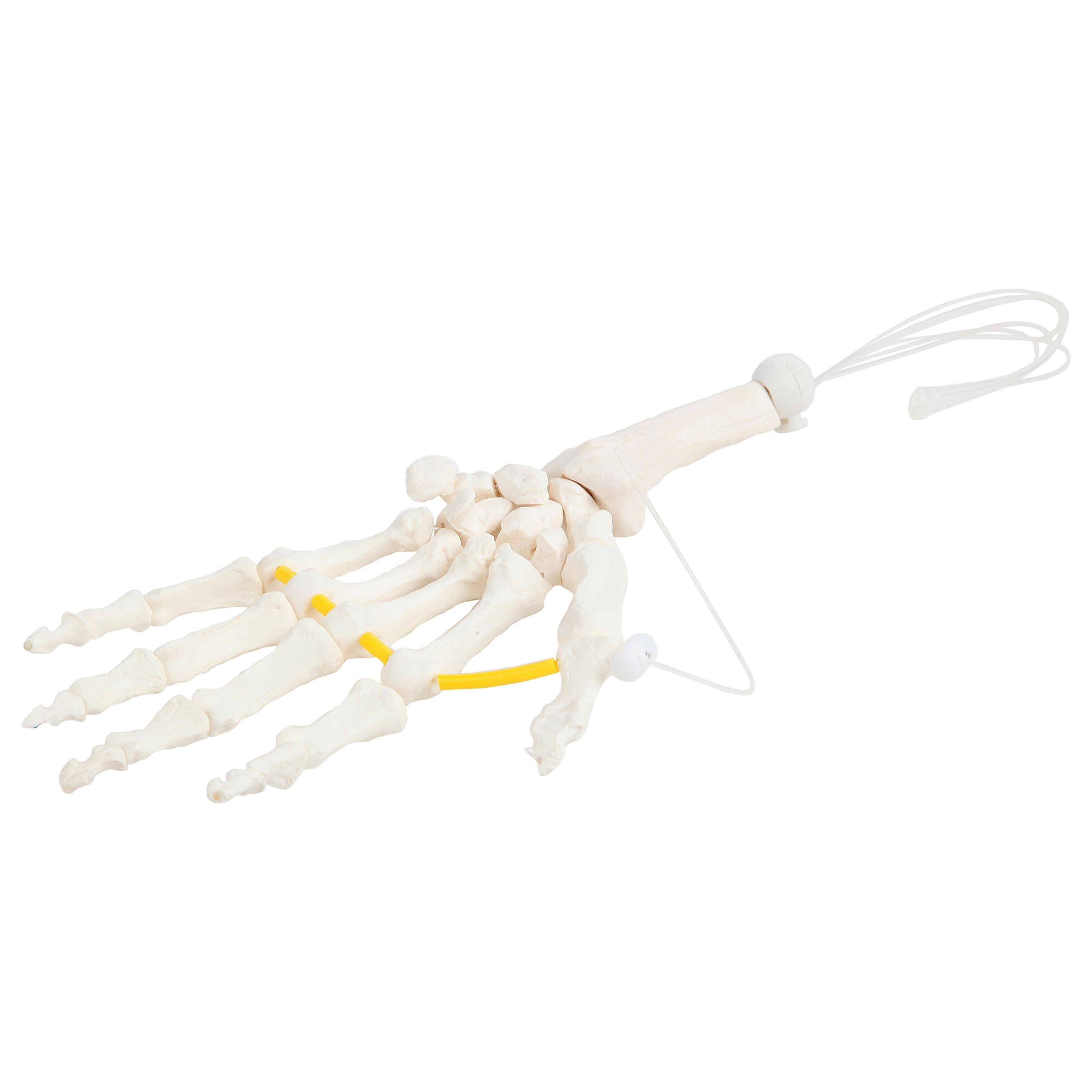 Axis Scientific Skeletal Hand | Left | Fully Articulated Flexible Hand Skeleton is Secured with Nylon Cord Can be Expanded to See More Skeletal Detail