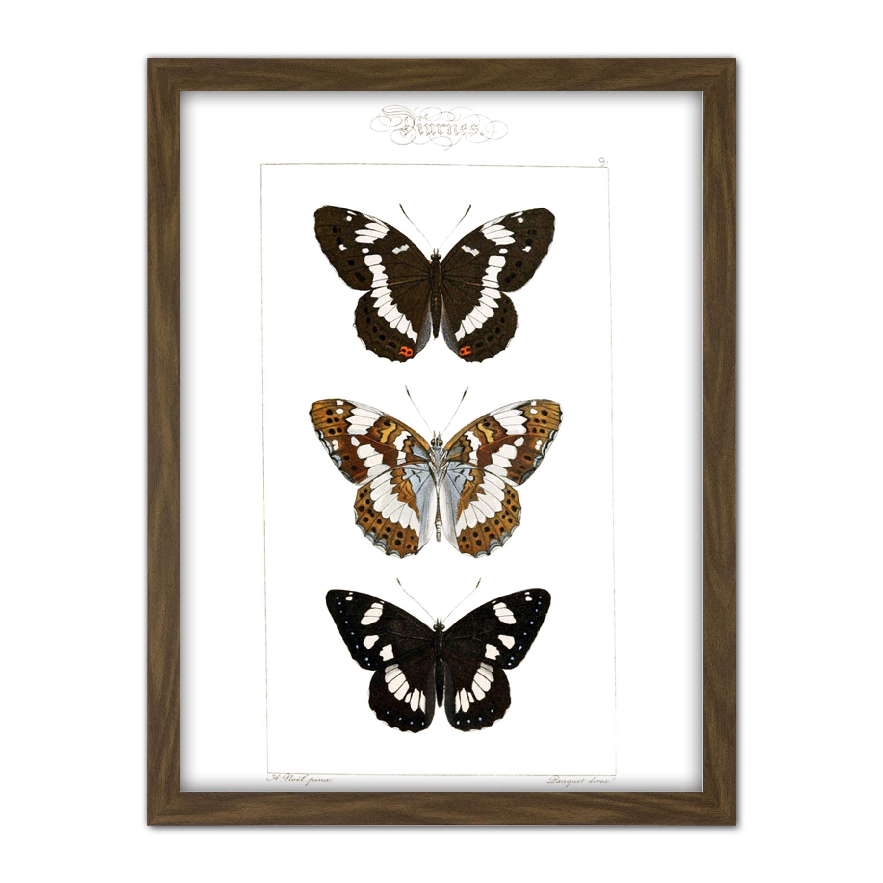 Wee Blue Coo Butterflies Black and Brown Artwork Framed Wall Art Print 18X24 Inch