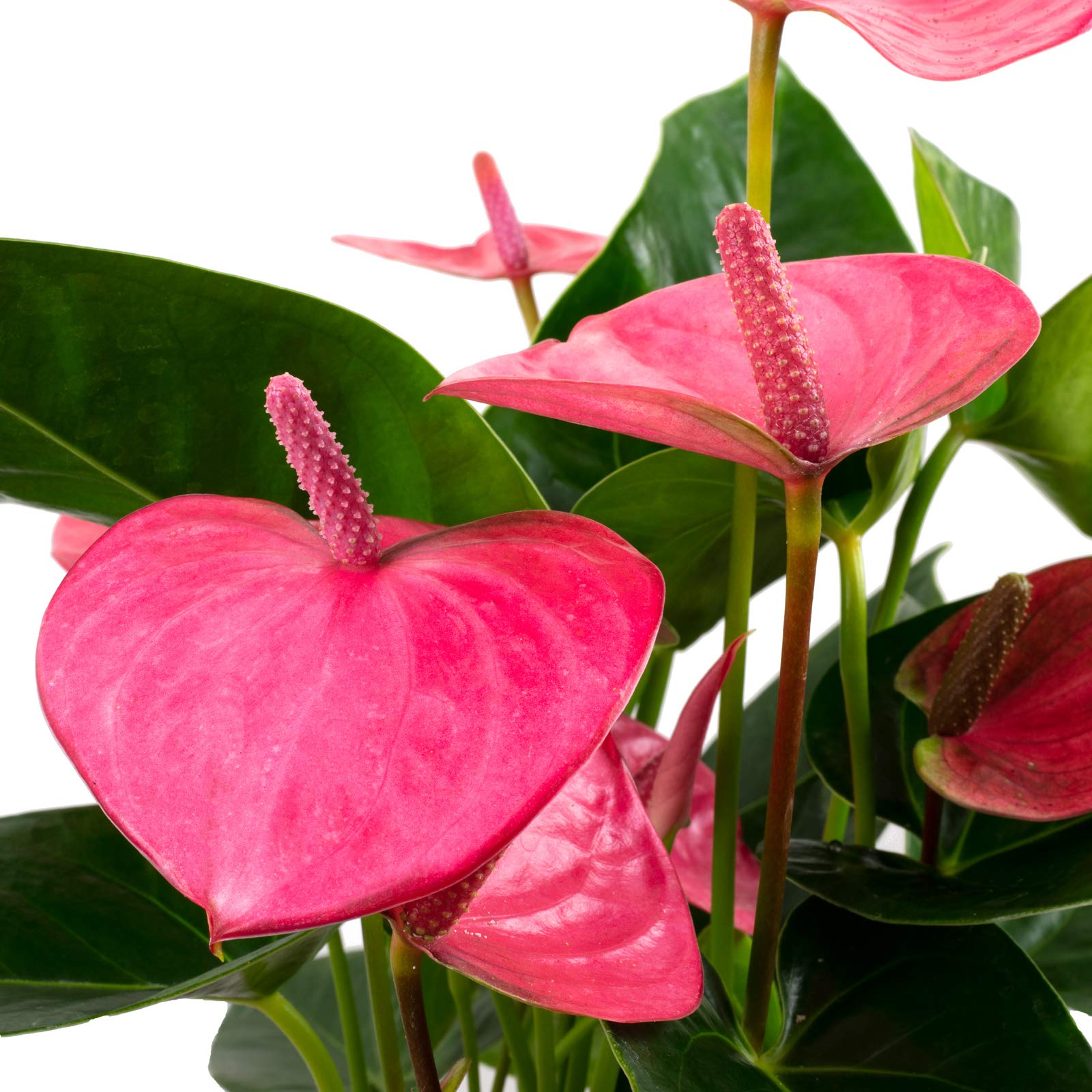 Groe Flamingoblume 6-8 Blten pink - echte Zimmerpflanze, Anthurium andr.  Champion - Hhe ca. 50 cm, Topf- 14 cm : Amazon.de: Garten
