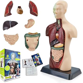 3D Assembled Human Body Torso Model,8 Pcs Removable Anatomy Model Skeleton