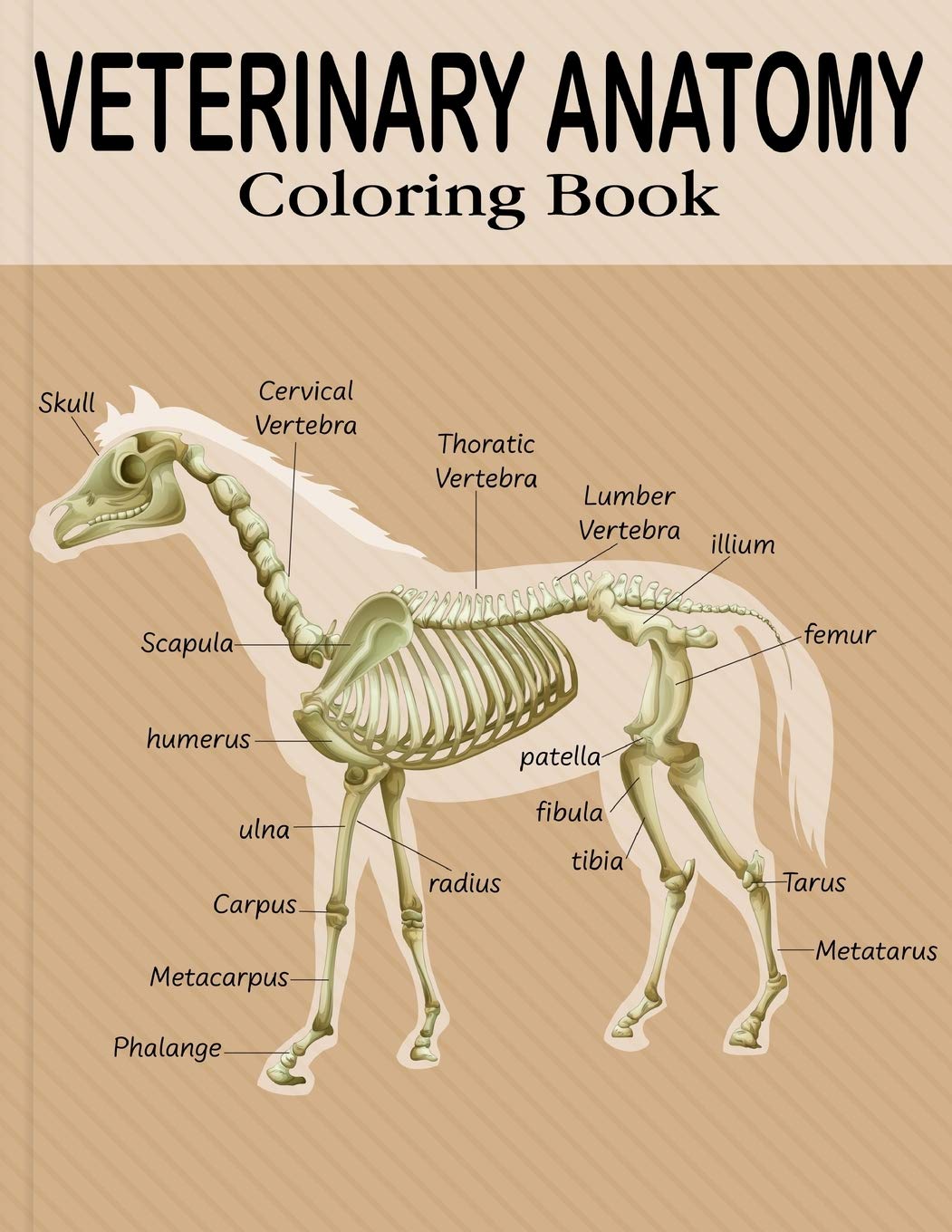 Buy Veterinary Anatomy Coloring Book Animal Anatomy and Veterinary Coloring Book Best gift for