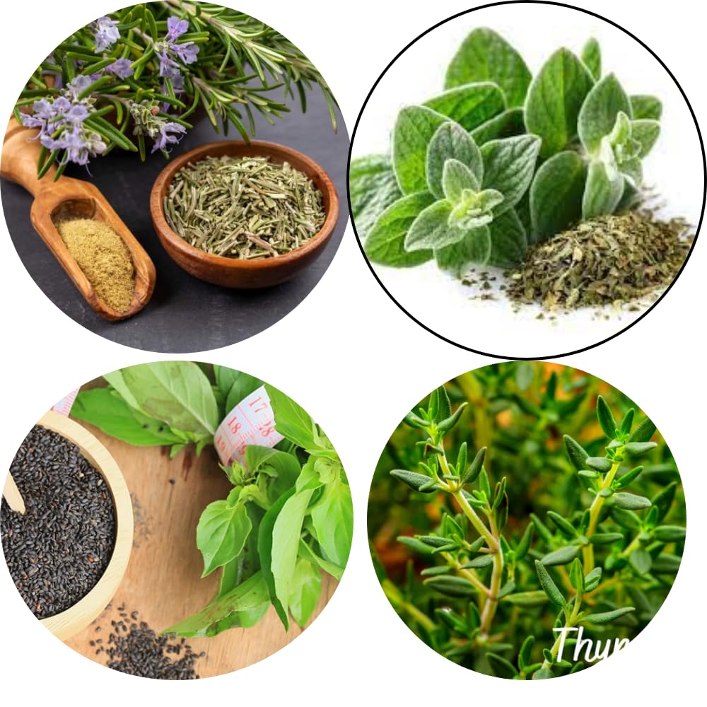 Bhajanlal Greenery Combo Pack of 4 Herbs Basil Seeds | Rosemary Seeds | Oregano Seeds | Thyme Seeds -Packets (B0CTKRRL67) Amazon Price History, Amazon Price Tracker