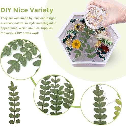 Miniatura 4 de Hojas secas prensadas naturales para resina 42 piezas de hojas espinosas secas reales para arte de resina manualidades álbumes de recortes velas