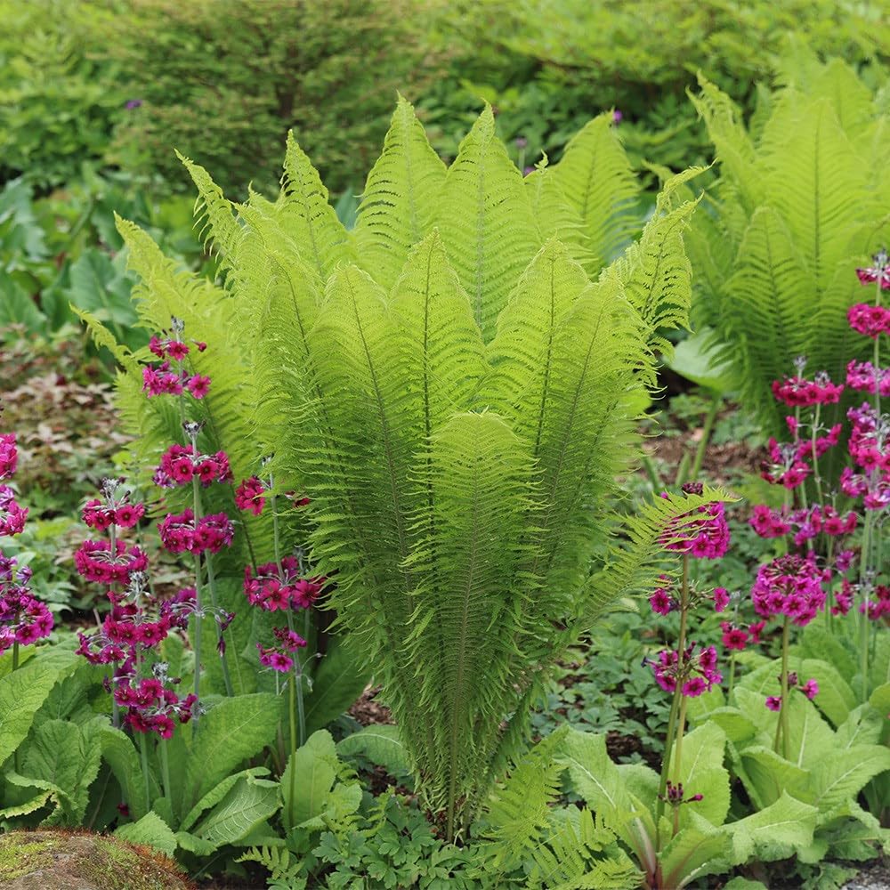 Plant Theory 9cm Pot Matteuccia Struthiopteris Shuttlecock Fern Fern Plant