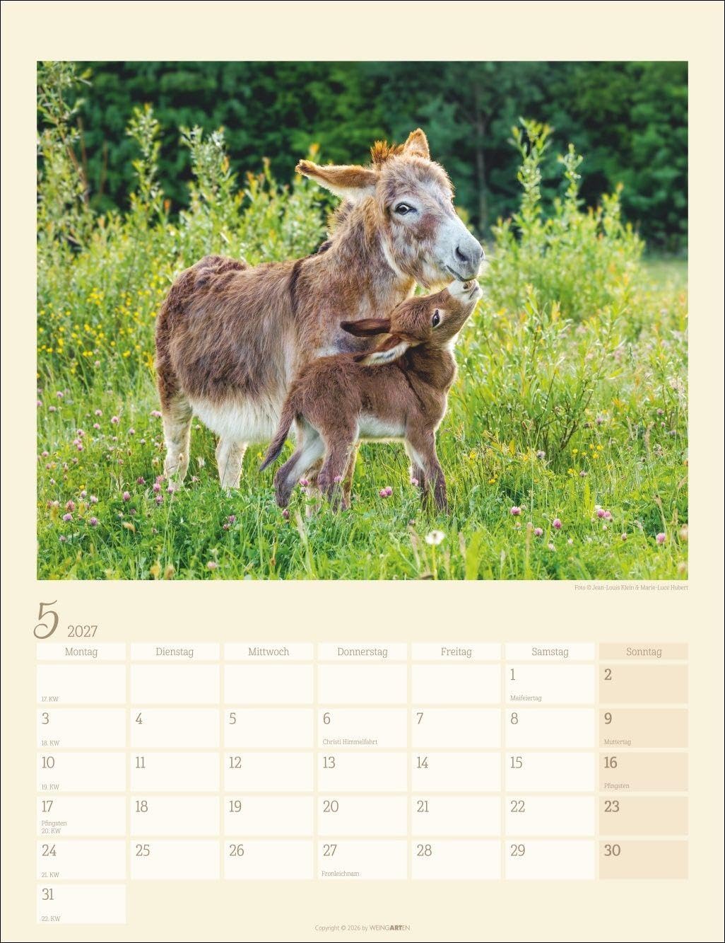 Esel Kalender 2027: Jahres-Wandkalender mit Fotos von Jean-Louis Klein und Marie-Luce Hubert. Tierkalender mit süßen Eselfotos. Planer mit Platz zum Eintragen. Hochformat 30x39 cm