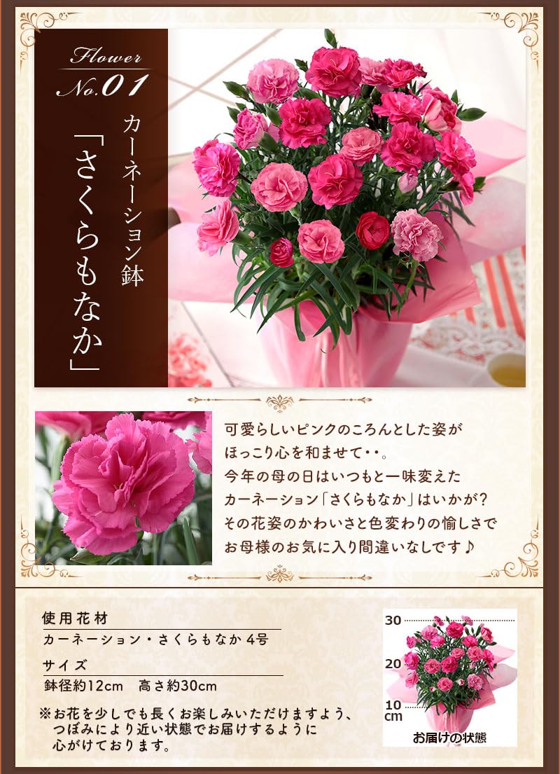 蕾つきカーネーション　さくらもなか　2鉢 色変わりカーネーション さくらもなか ｜ 2023年 Oisix母の日