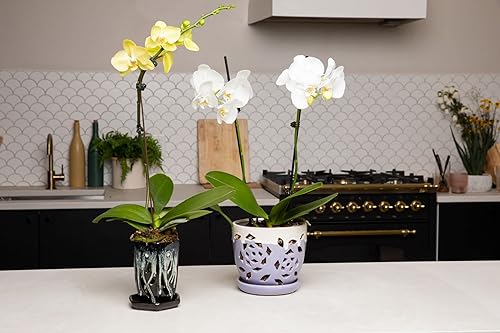 Miniatura 10 de rePotme Maceta de cerámica para orquídeas de 4 x 6 pulgadas (diamante blanco) - Maceta hexagonal para orquídeas con agujeros