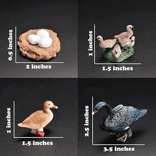 Miniatura 3 de Juguetes de ciclo de vida, juguetes de cisne negro, juego de ciclo de vida de animales ideal para, juguetes de aprendizaje, educación temprana,
