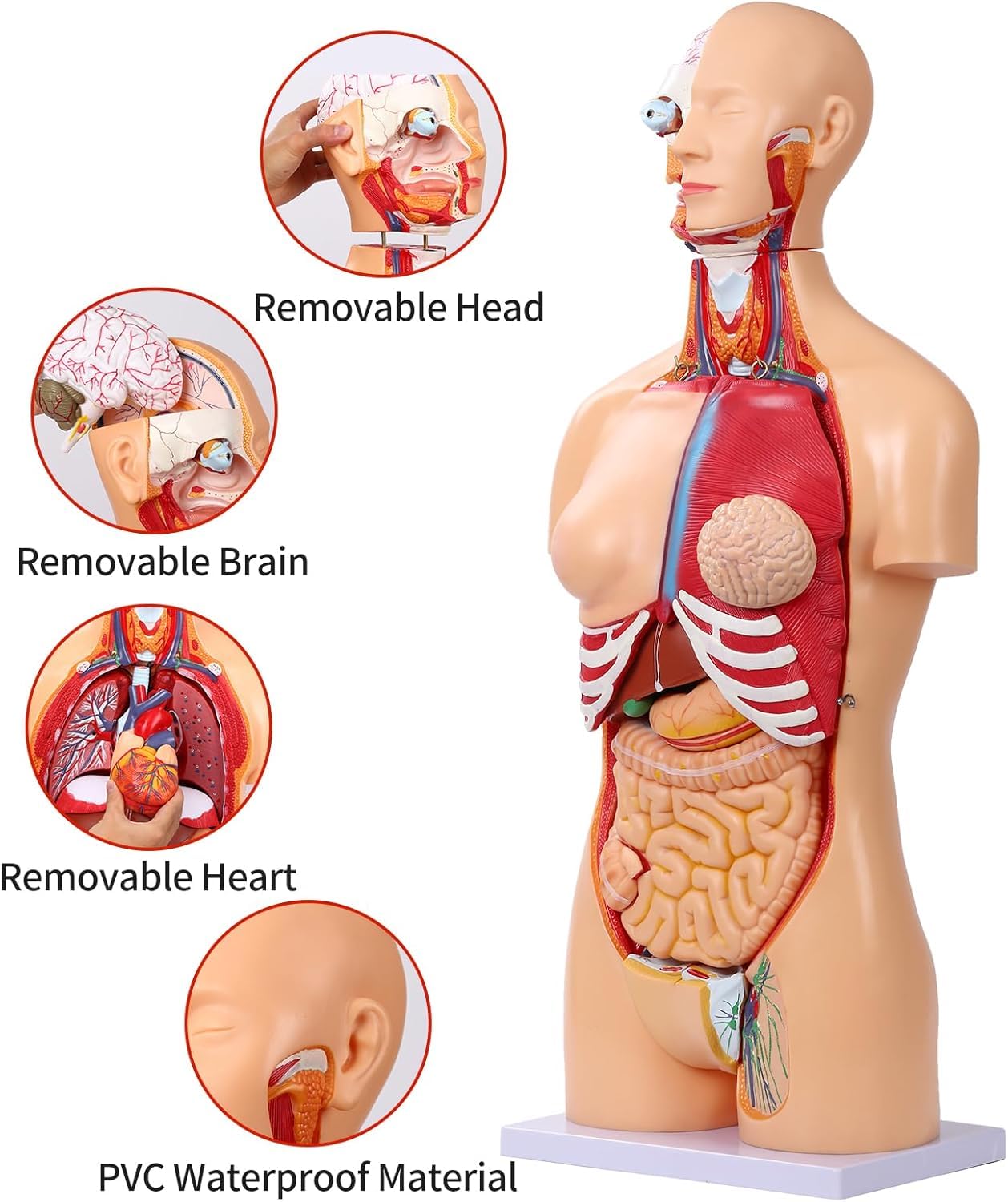 Modello di Anatomia del Busto Umano da 85 cm Modello di Torso a grandezza Naturale in 32 Parti con Testa del Cuore Teschio Cervello Modello di Strati muscolari viscerali