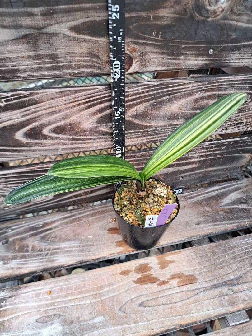 Amazon｜クンシラン 君子蘭 斑入り 観葉植物 インテリア 趣味の園芸