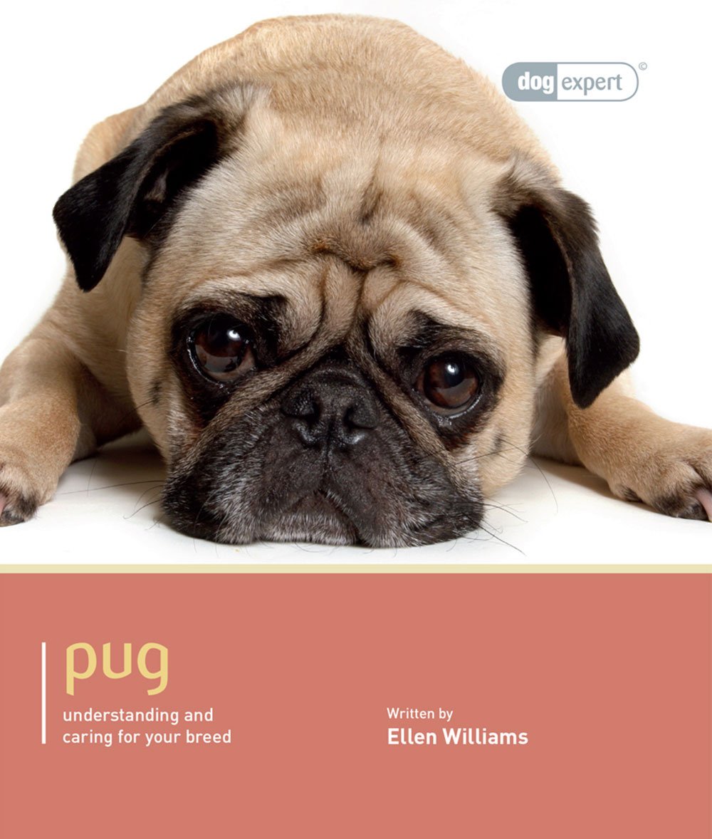 pug dog amazon
