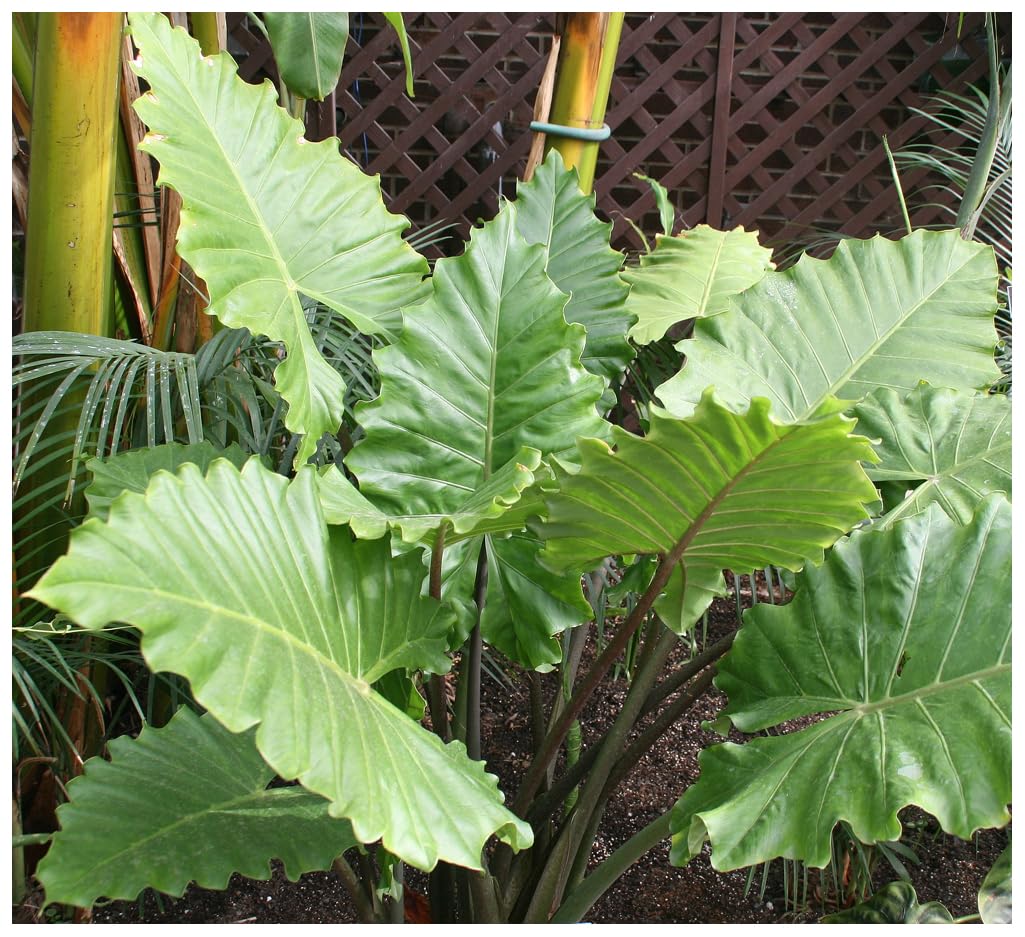 Professional Nursery Grade Alocasia Fertilizer 4 LB Six Month Slow Release Elephant Ear Plant Food