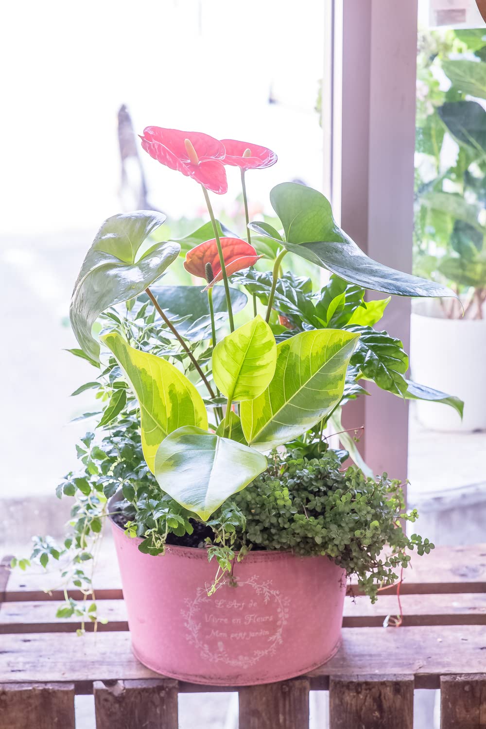 Amazon｜かわいいブリキポットに寄せ植えされた観葉植物の寄せ植え