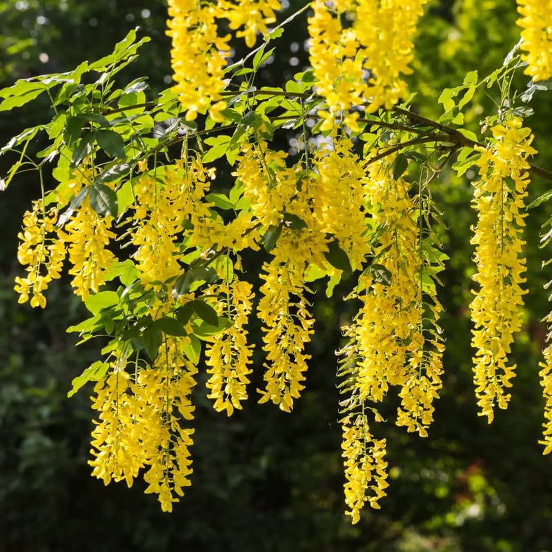 wisteria tree buy Purple 4 ft Artificial Wisteria Tree Size: 4 ft. | Wedding | Event main image 1