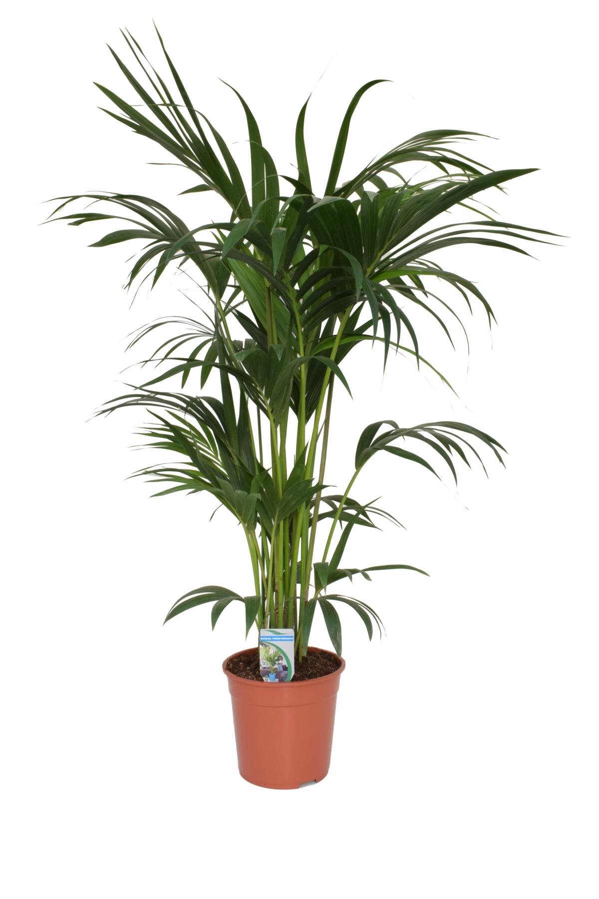 leuchte kaktus Stehlampe Kaktus Lingrün main image 1