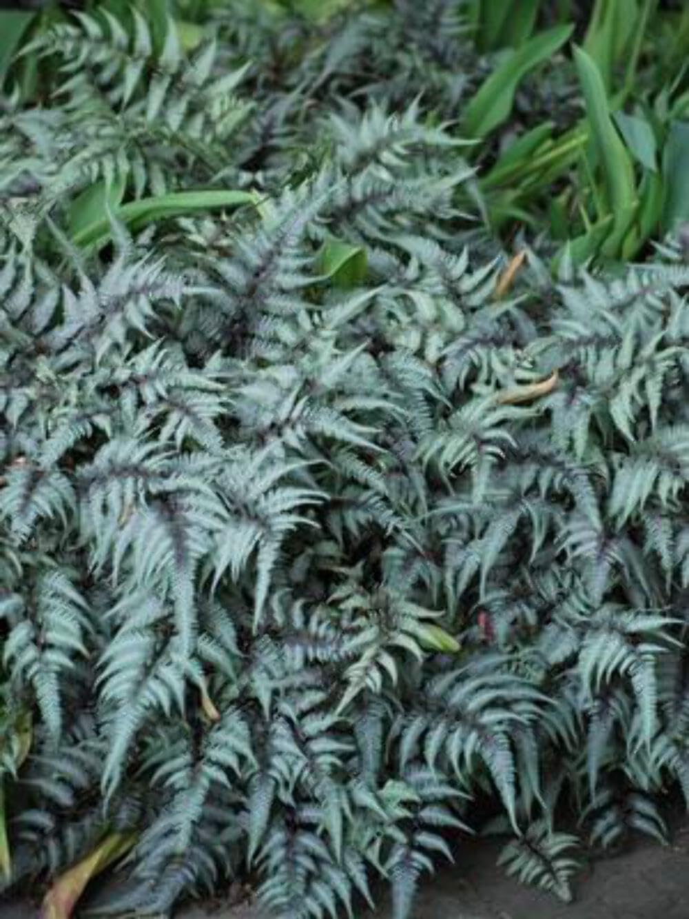 (Japanese Painted) Hardy Fern, Size-#1 Container Athyrium nipponicum VAR. pictum, Gray-Green Fronds with Wine Red Stems