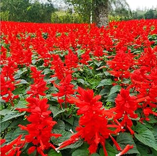 MOCCUROD Salvia Coccinea- Scarlet Sage- 150 Seed