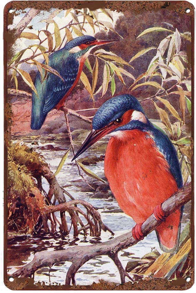 Daiercy Vintage Tin Sign Kingfisher (Alcedo Ispida) Vintage Bird Metal Sign Retro Wall Decor For Home Cafes Office Store Pubs Club Sign Gift 20X30 Cm Plaque Tin Sign
