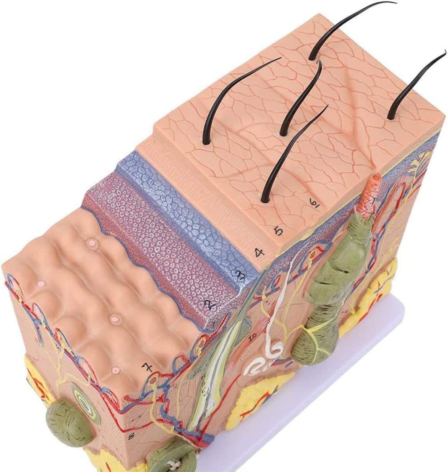 Anatomiczny Model Skóry Ludzkiej, Model Blokowy 3D Skóry Ludzkiej, Anatomia, Medycyna Dla Biologii, Chirurgia Plastyczna, Materiały Dydaktyczne, Wymagania Laboratoryjne