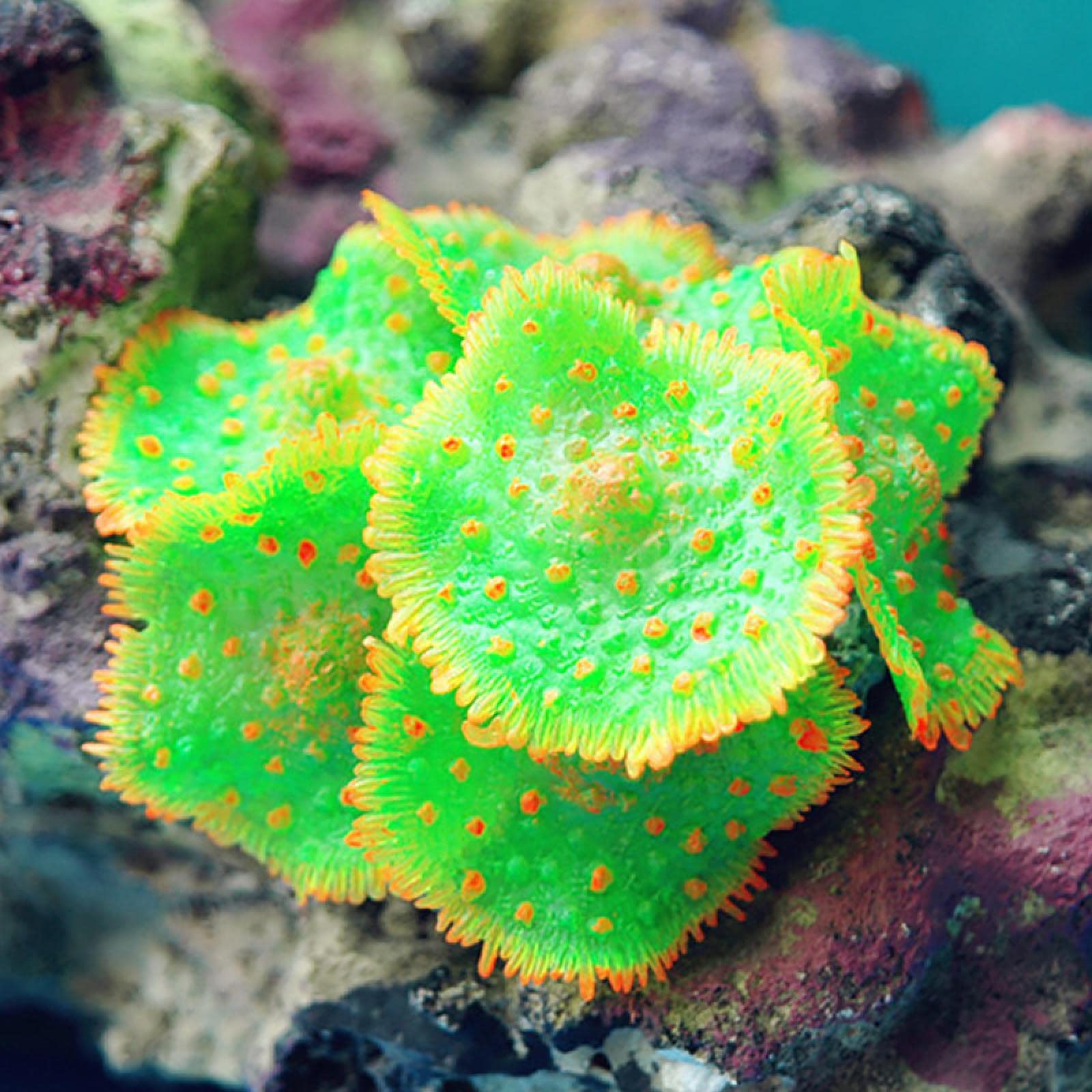 Aquarium plus beau avec ce corail en résine pour décors de mer