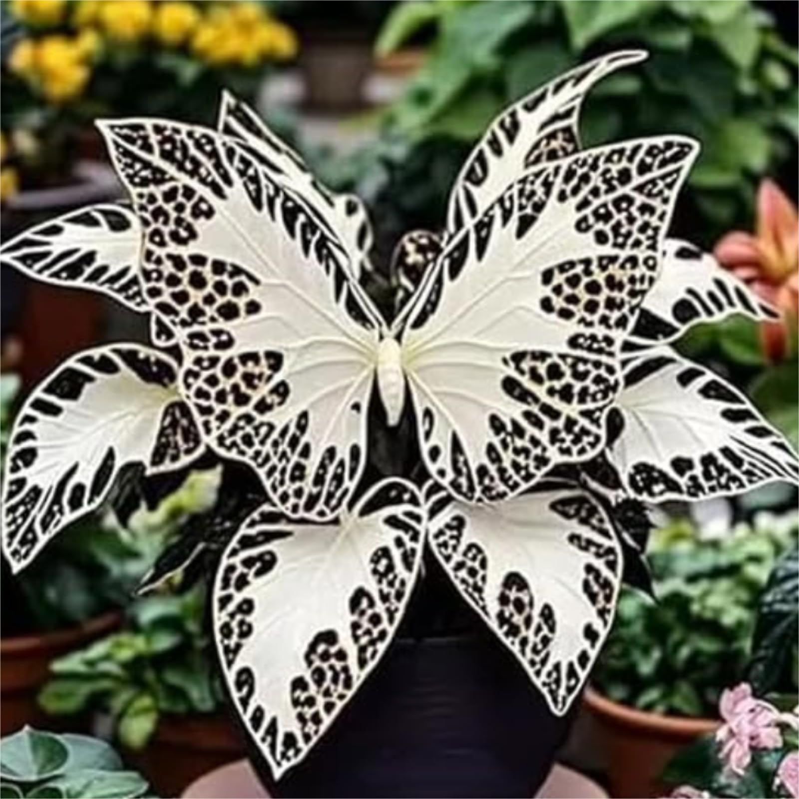 Exquisita Rizoma Hosta/adecuada para plantar al aire libre,rápido crecimiento,Resistente/Apto para principiantes.-15Rizoma-A