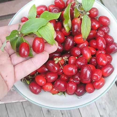 Miniatura 3 de QAUZUY GARDEN 10 semillas de cornelo de cereza de cornalina premium (Cornus Mas), semillas de cornel europeas, sabrosas y de alto rendimiento,