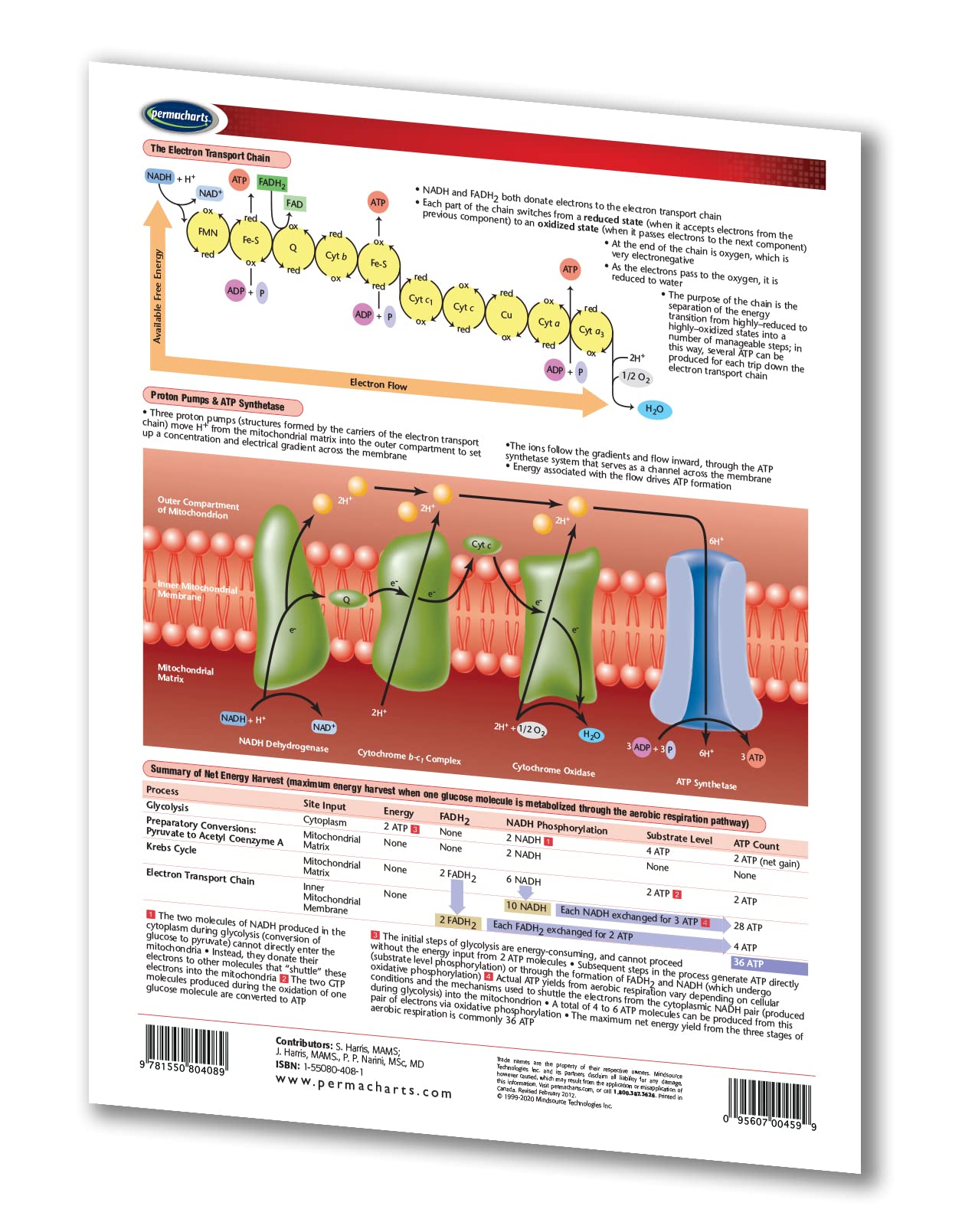 Cellular Respiration Guide - Biology Quick Reference Guide by Permacharts - Image 2
