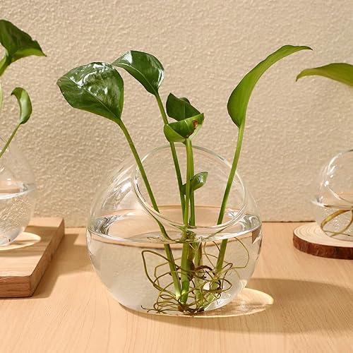 Miniatura 5 de Yardwe 3 piezas de suculentas para plantas suculentas, jarrón de flores, frascos de terrario, contenedor transparente, para suculentas, macetas