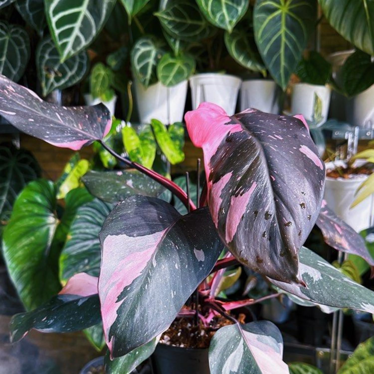queen marble pothos Epipremnum | Pothos Marble Queen | 8