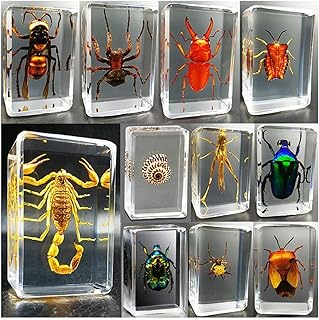 WJFMZS Insect Resin, 11 Pcs Real Bugs Specimen, Insect Paperweight Taxidermy Specimen in Transparent Resin, Scarabs, Spider, Beetle, Scorpion, Bumblebee, for Kids Science Education (Random Insect)