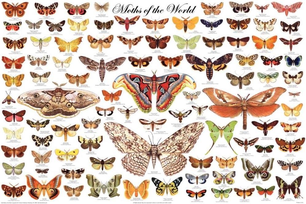 Laminated Moths of the World Educational Science Chart Poster Laminated Poster 24 x 36in