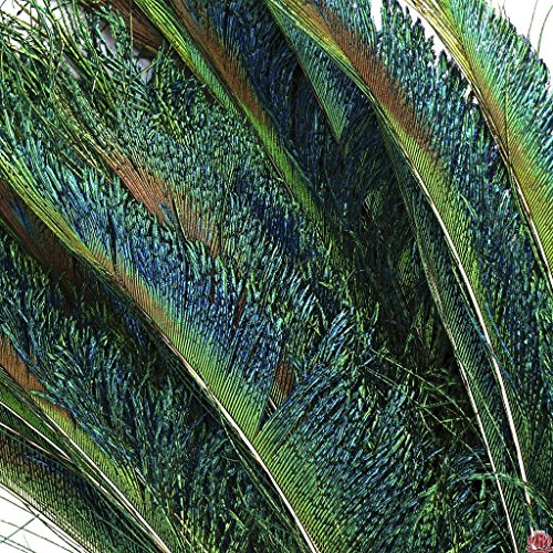 Peacock Swords Natural Feathers 15