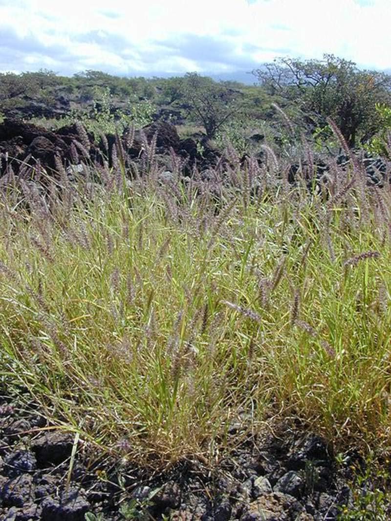 1 oz Seeds (Approx 7006 Seeds) of Cenchrus ciliaris, Buffel Grass, African Foxtail