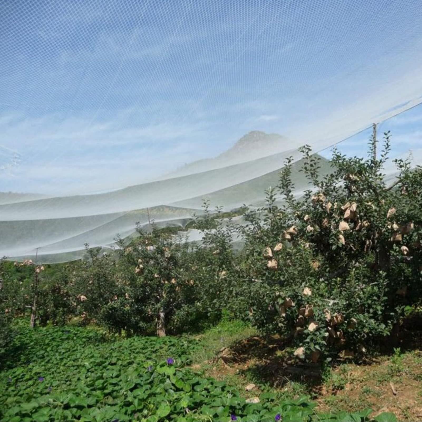 Rete antigrandine da giardino, bianca, per protezione di frutta e verdura, copertura riutilizzabile per laghetti, 6 x 10 m e 12 x 5 m