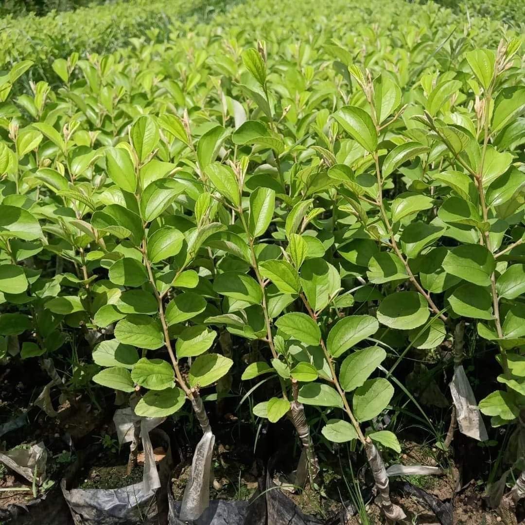 Live Desi Small Ber/Beri/Small Jujube Fruit Plant With Pot - Healthy Apple Fruit Plant (B0CPVMHB34) Amazon Price History, Amazon Price Tracker