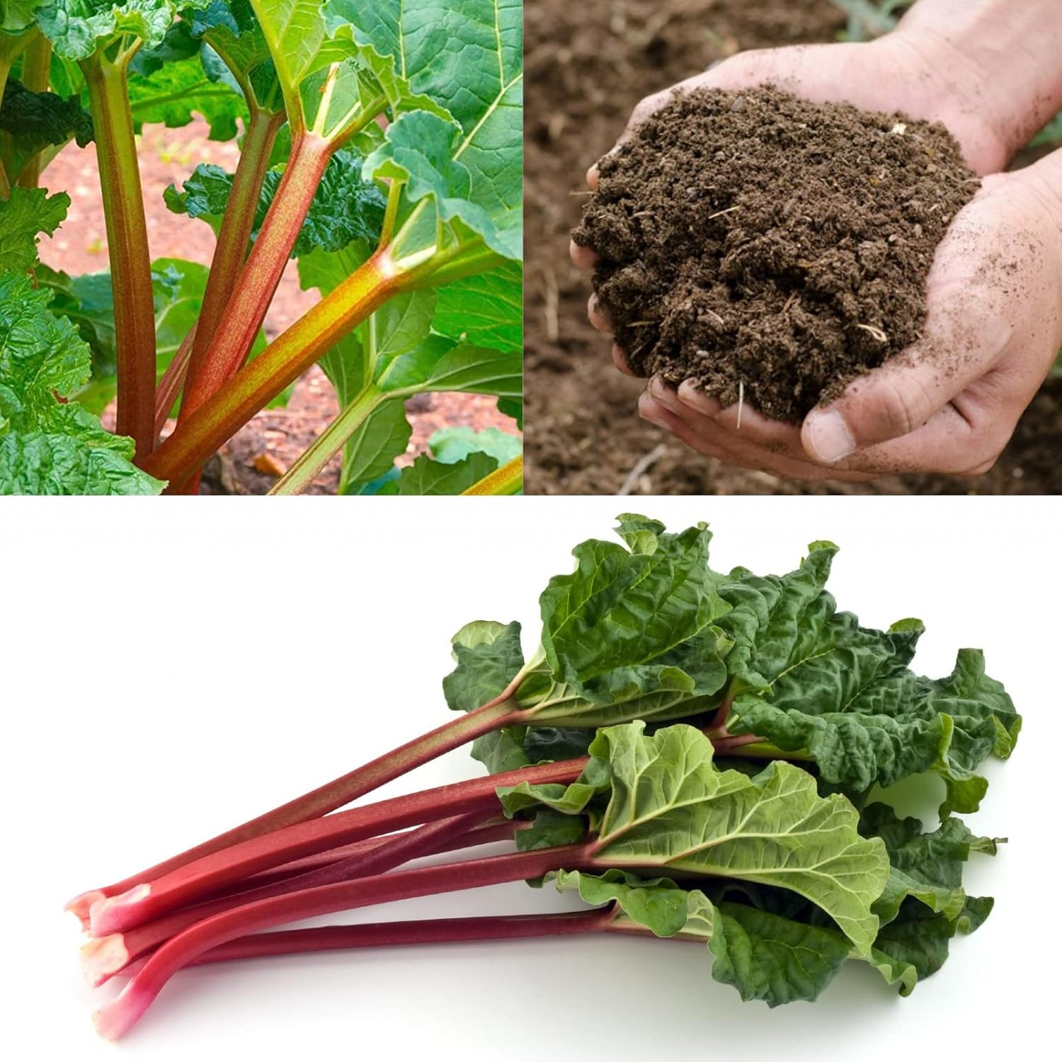 3 x Rhubarb Crown 'Prince Albert' Ready to Plant Rhubarb Plant with